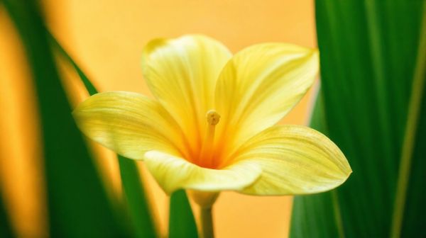 Top solutions pour booster votre fertilité : le pollen de palmier